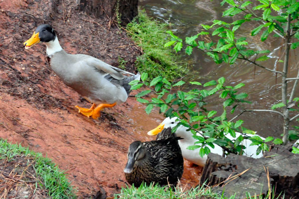 ducks coming on land